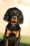 SETTER GORDON 036
